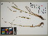  ( - QC23-57)  @11 [ ] CreativeCommons  Attribution Non-Commercial Share-Alike (2024) UBC Herbarium University of British Columbia