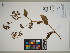  ( - QC23-61)  @11 [ ] CreativeCommons  Attribution Non-Commercial Share-Alike (2024) UBC Herbarium University of British Columbia