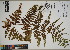  ( - QC23-72)  @11 [ ] CreativeCommons  Attribution Non-Commercial Share-Alike (2024) UBC Herbarium University of British Columbia
