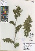  (Berula burchellii - QC225-2)  @11 [ ] CreativeCommons  Attribution Non-Commercial Share-Alike (2022) Unspecified Beaty Biodiversity Museum