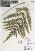  (Pteris dentata - QC2215-1)  @11 [ ] CreativeCommons  Attribution Non-Commercial Share-Alike (2022) Unspecified Beaty Biodiversity Museum