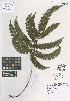  (Pteris paleacea - QC2229-1)  @11 [ ] CreativeCommons  Attribution Non-Commercial Share-Alike (2022) Unspecified Beaty Biodiversity Museum
