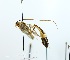  (Stauropoctonus bombycivorus - NJBC167)  @13 [ ] CreativeCommons  Attribution Non-Commercial Share-Alike (2017) Niklas Johansson Swedish University of Agricultural Sciences