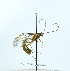  (Ophion brocki - NJBC 171)  @13 [ ] CreativeCommons  Attribution Non-Commercial Share-Alike (2017) Niklas Johansson Swedish University of Agricultural Sciences