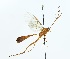  (Ophion borealis - NJBC 182)  @14 [ ] CreativeCommons  Attribution Non-Commercial Share-Alike (2017) Niklas Johansson Swedish University of Agricultural Sciences