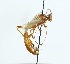  (Ophion sp. F_NJBC - NJBC 191)  @11 [ ] CreativeCommons  Attribution Non-Commercial Share-Alike (2017) Niklas Johansson Swedish University of Agricultural Sciences