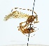  (Ophion artemisiae - NJBC 193)  @14 [ ] CreativeCommons  Attribution Non-Commercial Share-Alike (2017) Niklas Johansson Swedish University of Agricultural Sciences