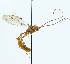  ( - NJBC 196)  @14 [ ] CreativeCommons  Attribution Non-Commercial Share-Alike (2017) Niklas Johansson Swedish University of Agricultural Sciences