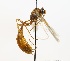  (Ophion tenuicornis - NJBC 245)  @14 [ ] CreativeCommons  Attribution Non-Commercial Share-Alike (2017) Niklas Johansson Swedish University of Agricultural Sciences