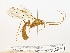  (Ophion sp. H_NJBC - NJBC 249)  @11 [ ] CreativeCommons  Attribution Non-Commercial Share-Alike (2017) Niklas Johansson Swedish University of Agricultural Sciences