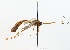  (Ophion broadi - NJBC 263)  @11 [ ] CreativeCommons  Attribution Non-Commercial Share-Alike (2017) Niklas Johansson Swedish University of Agricultural Sciences