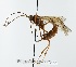  (Ophion sp. J - NJBC 297)  @11 [ ] CreativeCommons  Attribution Non-Commercial Share-Alike (2018) Niklas Johansson Swedish University of Agricultural Sciences