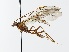  (Ophion cf. sylvestris - NJBC 299)  @15 [ ] CreativeCommons  Attribution Non-Commercial Share-Alike (2018) Niklas Johansson Swedish University of Agricultural Sciences