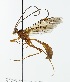  (Ophion crassicornis - NJBC 300)  @14 [ ] CreativeCommons  Attribution Non-Commercial Share-Alike (2018) Niklas Johansson Swedish University of Agricultural Sciences