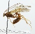  (Ophion sp. M - NJBC 340)  @11 [ ] CreativeCommons  Attribution Non-Commercial Share-Alike (2018) Niklas Johansson Swedish University of Agricultural Sciences