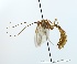  (Ophion paraparvulus - NJBC40)  @14 [ ] CreativeCommons  Attribution Non-Commercial Share-Alike (2047) Niklas Johansson Swedish University of Agricultural Sciences