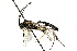  (Homotropus sp - NJBC 406)  @11 [ ] CreativeCommons  Attribution Non-Commercial Share-Alike (2018) Niklas Johansson Swedish University of Agricultural Sciences