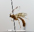  (Ophion areolaris - NJBC06)  @14 [ ] CreativeCommons  Attribution Non-Commercial Share-Alike (2017) Niklas Johansson Swedish University of Agricultural Sciences