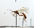  (Ophion kevoensis - NJBC71)  @14 [ ] CreativeCommons  Attribution Non-Commercial Share-Alike (2017) Niklas Johansson Swedish University of Agricultural Sciences