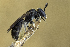  ( - KH10)  @13 [ ] Copyright (2016) Krister Hall Swedish Species Information Centre