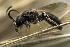  ( - KH21)  @11 [ ] Copyright (2016) Krister Hall Swedish Species Information Centre
