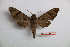  ( - BC-Mel3390)  @11 [ ] Copyright (2019) Sphingidae Museum-Czech republic Ekologicke centrum Orlov o.p.s.