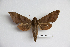  ( - BC-Mel3395)  @11 [ ] Copyright (2019) Sphingidae Museum-Czech republic Ekologicke centrum Orlov o.p.s.