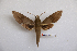  ( - BC-Mel3444)  @13 [ ] Copyright (2019) Sphingidae Museum-Czech republic Ekologicke centrum Orlov o.p.s.