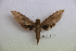  ( - BC-Mel3446)  @11 [ ] Copyright (2019) Sphingidae Museum-Czech republic Ekologicke centrum Orlov o.p.s.