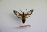  ( - BC-Mel3453)  @11 [ ] Copyright (2019) Sphingidae Museum-Czech republic Ekologicke centrum Orlov o.p.s.