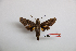  (Macroglossum albigutta - BC-Mel3461)  @11 [ ] Copyright (2019) Sphingidae Museum-Czech republic Ekologicke centrum Orlov o.p.s.