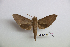 ( - BC-Mel3466)  @11 [ ] Copyright (2019) Sphingidae Museum-Czech republic Ekologicke centrum Orlov o.p.s.