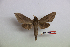  ( - BC-Mel3467)  @11 [ ] Copyright (2019) Sphingidae Museum-Czech republic Ekologicke centrum Orlov o.p.s.