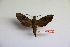  ( - BC-Mel3475)  @11 [ ] Copyright (2019) Sphingidae Museum-Czech republic Ekologicke centrum Orlov o.p.s.