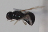  (Strat_genus1 sp. 1 - cau01995)  @14 [ ] CreativeCommons - Attribution Non-Commercial Share-Alike (2010) China Agricultural University, Insect Collection China Agricultural University, Insect Collection