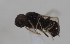  (Strat_genus1 - cau01996)  @14 [ ] CreativeCommons - Attribution Non-Commercial Share-Alike (2010) China Agricultural University, Insect Collection China Agricultural University, Insect Collection