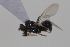  ( - cau01998)  @13 [ ] CreativeCommons - Attribution Non-Commercial Share-Alike (2010) China Agricultural University, Insect Collection China Agricultural University, Insect Collection