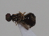  ( - cau01999)  @12 [ ] CreativeCommons - Attribution Non-Commercial Share-Alike (2010) China Agricultural University, Insect Collection China Agricultural University, Insect Collection