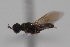  ( - cau02001)  @13 [ ] CreativeCommons - Attribution Non-Commercial Share-Alike (2010) China Agricultural University, Insect Collection China Agricultural University, Insect Collection