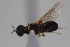  ( - cau02001)  @13 [ ] CreativeCommons - Attribution Non-Commercial Share-Alike (2010) China Agricultural University, Insect Collection China Agricultural University, Insect Collection
