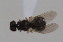  ( - cau02002)  @11 [ ] CreativeCommons - Attribution Non-Commercial Share-Alike (2010) China Agricultural University, Insect Collection China Agricultural University, Insect Collection