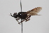  (Ptilocera Sp.1 - cau02013)  @11 [ ] CreativeCommons - Attribution Non-Commercial Share-Alike (2010) China Agricultural University, Insect Collection China Agricultural University, Insect Collection