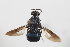  (Ptilocera Sp.2 - cau02014)  @11 [ ] CreativeCommons - Attribution Non-Commercial Share-Alike (2010) China Agricultural University, Insect Collection China Agricultural University, Insect Collection