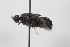  ( - cau02014)  @11 [ ] CreativeCommons - Attribution Non-Commercial Share-Alike (2010) China Agricultural University, Insect Collection China Agricultural University, Insect Collection