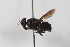  ( - cau02016)  @11 [ ] CreativeCommons - Attribution Non-Commercial Share-Alike (2010) China Agricultural University, Insect Collection China Agricultural University, Insect Collection
