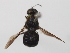  (Ptilocera Sp.5 - cau02019)  @11 [ ] CreativeCommons - Attribution Non-Commercial Share-Alike (2010) China Agricultural University, Insect Collection China Agricultural University, Insect Collection