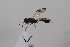  ( - cau02028)  @13 [ ] Unspecified (default): All Rights Reserved (2010) China Agricultural University, Insect Collection China Agricultural University, Insect Collection