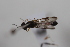  ( - cau02029)  @13 [ ] Unspecified (default): All Rights Reserved (2010) China Agricultural University, Insect Collection China Agricultural University, Insect Collection
