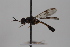  ( - cau02029)  @13 [ ] Unspecified (default): All Rights Reserved (2010) China Agricultural University, Insect Collection China Agricultural University, Insect Collection