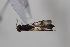  ( - cau02030)  @11 [ ] Unspecified (default): All Rights Reserved (2010) China Agricultural University, Insect Collection China Agricultural University, Insect Collection